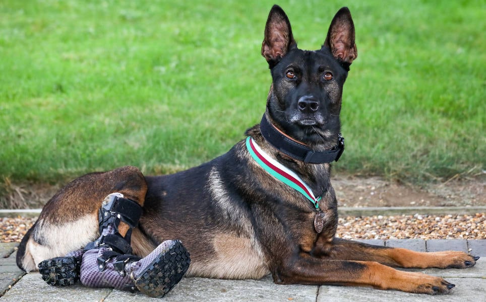 Kuno PDSA Dickin Medal COURTESY OF PDSA