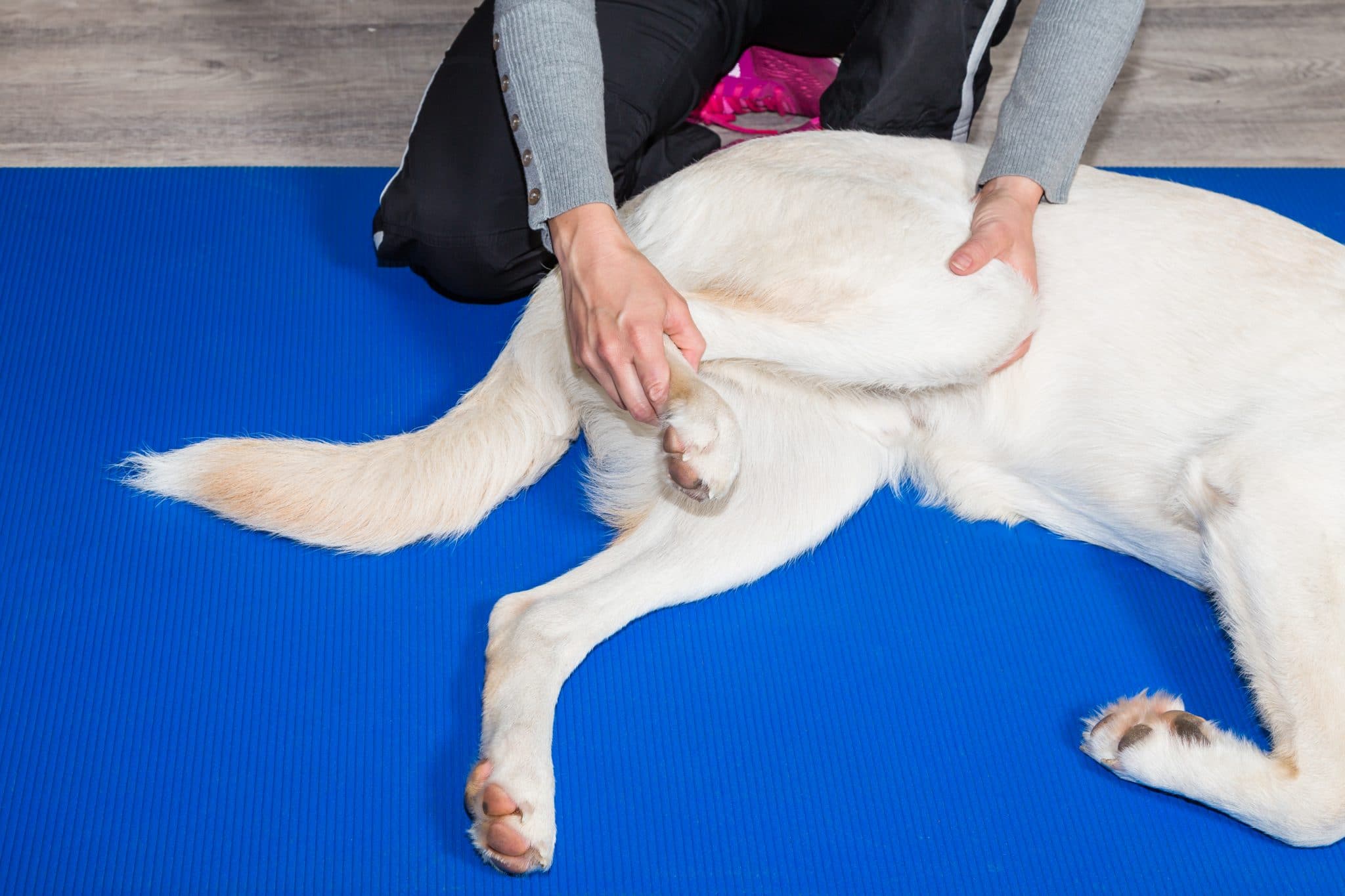 Read more about the article Post operative Physiotherapy and Hydrotherapy for dogs