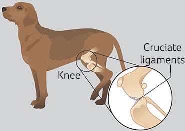 You are currently viewing Cranial Cruciate injuries in Dogs