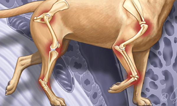 Image showcasing Osteoarthritis in Dogs - Pawseidon Hydro hub for dogs