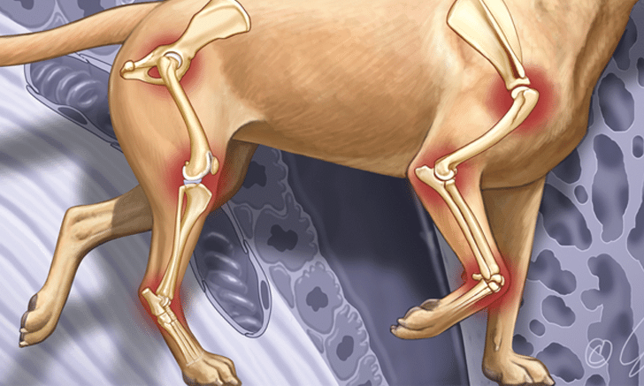 You are currently viewing Osteoarthritis in Dogs