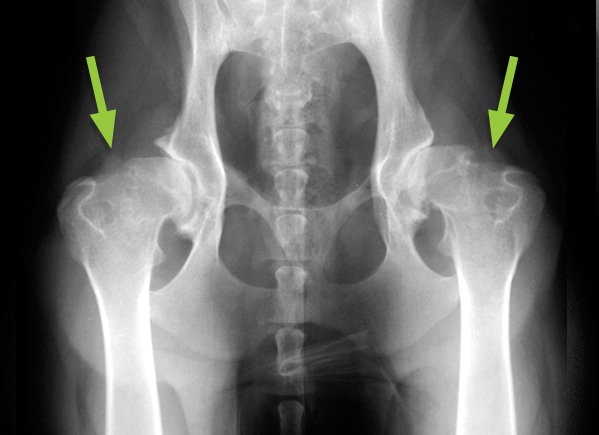 Read more about the article Hip Dysplasia in Dogs