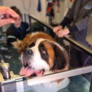GA Level 4 Certificate in Canine Hydrotherapy For Musculoskeletal Practitioners – Advanced Aquatic Treadmill option
