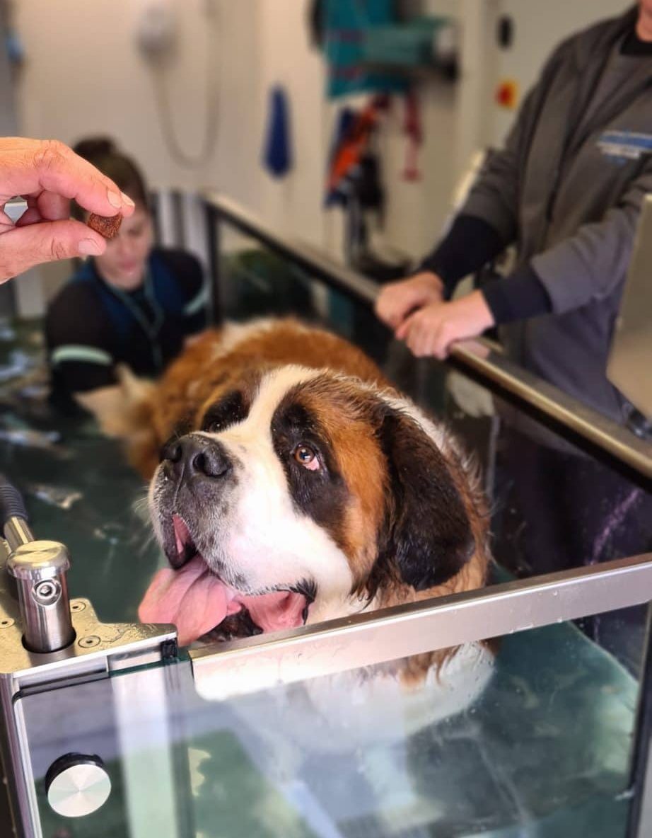 GA Level 4 Certificate in Canine Hydrotherapy For Musculoskeletal Practitioners – Advanced Aquatic Treadmill option