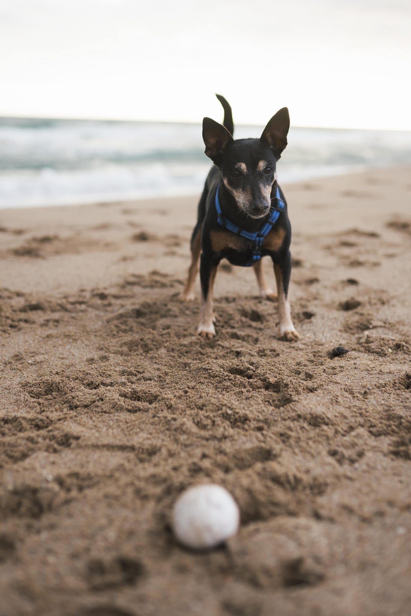 Read more about the article The Dangers of Dogs eating sand on the Beach