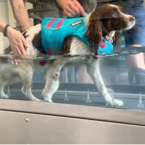 south coast canine hydrotherapy courses