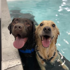 canine hydrotherapy courses south coast