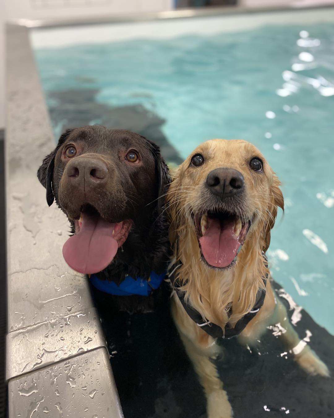 canine hydrotherapy courses south coast