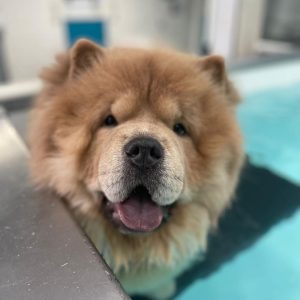 pawseidon-hydrotherapy-dog-swimming-rehab-pool.jpg