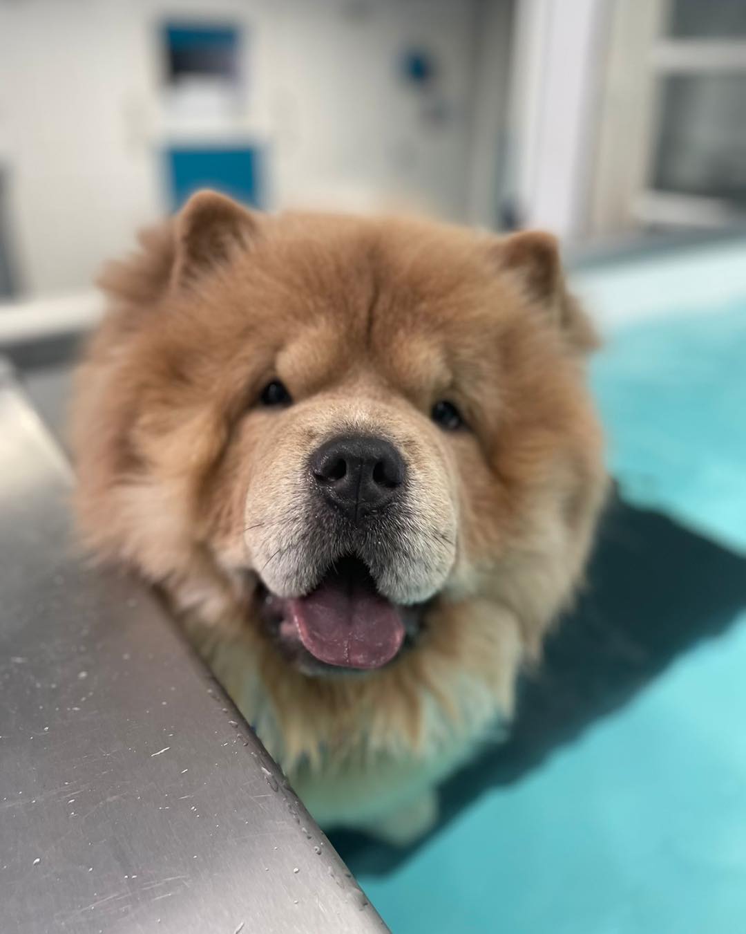 pawseidon-hydrotherapy-dog-swimming-rehab-pool.jpg