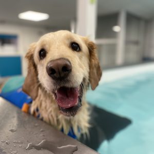 Senior dog in hydrotherapy pool receiving gentle exercise for mobility support