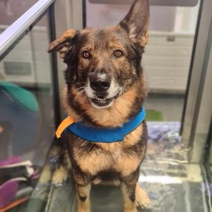 GA Level 4 Certificate in Canine Hydrotherapy For Musculoskeletal Practitioners – Advanced Pool And Advanced Aquatic Treadmill option