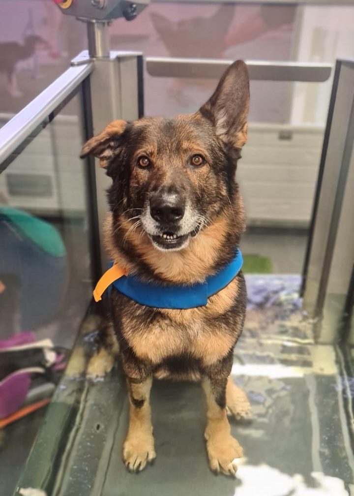 GA Level 4 Certificate in Canine Hydrotherapy For Musculoskeletal Practitioners – Advanced Pool And Advanced Aquatic Treadmill option