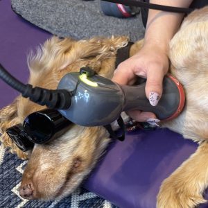 GA Level 4 Award in the Principles of Veterinary Laser Therapies