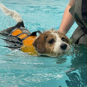 GA Level 4 Certificate in Canine Hydrotherapy For Musculoskeletal Practitioners – Advanced Aquatic Treadmill option