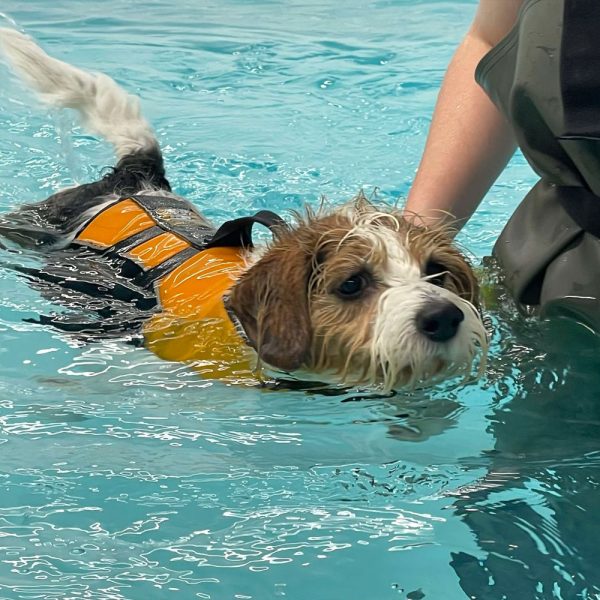 GA Level 4 Certificate in Canine Hydrotherapy For Musculoskeletal Practitioners – Advanced Aquatic Treadmill option