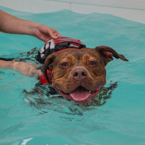 GA Level 4 Diploma in Canine Hydrotherapy