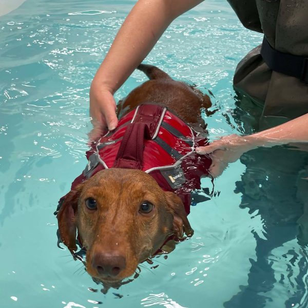 GA Level 4 Certificate in Canine Hydrotherapy For Musculoskeletal Practitioners – Advanced Pool option