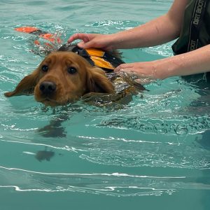 GA Level 4 Certificate in Canine Hydrotherapy For Musculoskeletal Practitioners – Advanced Pool And Advanced Aquatic Treadmill option