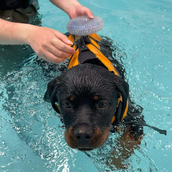 GA Level 4 Certificate in Canine Hydrotherapy (Bridging Qualification) – Advanced Treadmill option