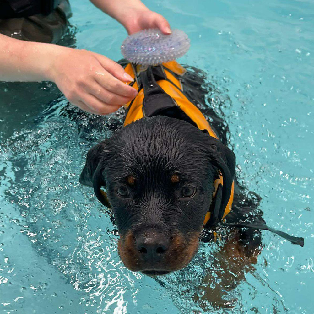 GA Level 4 Certificate in Canine Hydrotherapy (Bridging Qualification) – Advanced Treadmill option