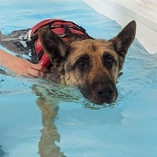 GA Level 4 Certificate in Canine Hydrotherapy (Bridging qualification) – Advanced Pool Option