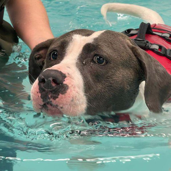 GA Level 4 Certificate in Canine Hydrotherapy (Bridging Qualification) – Both pool and treadmill options